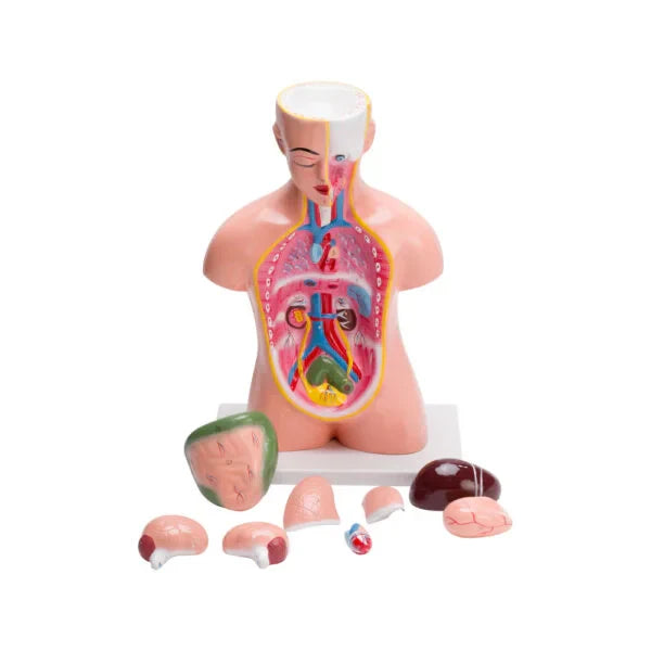 Biology Models