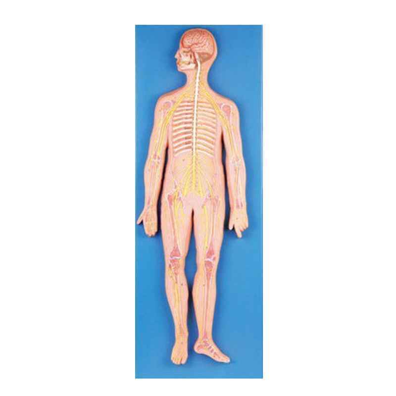 Buy Nervous System at Best Price Online in India from labmart.in