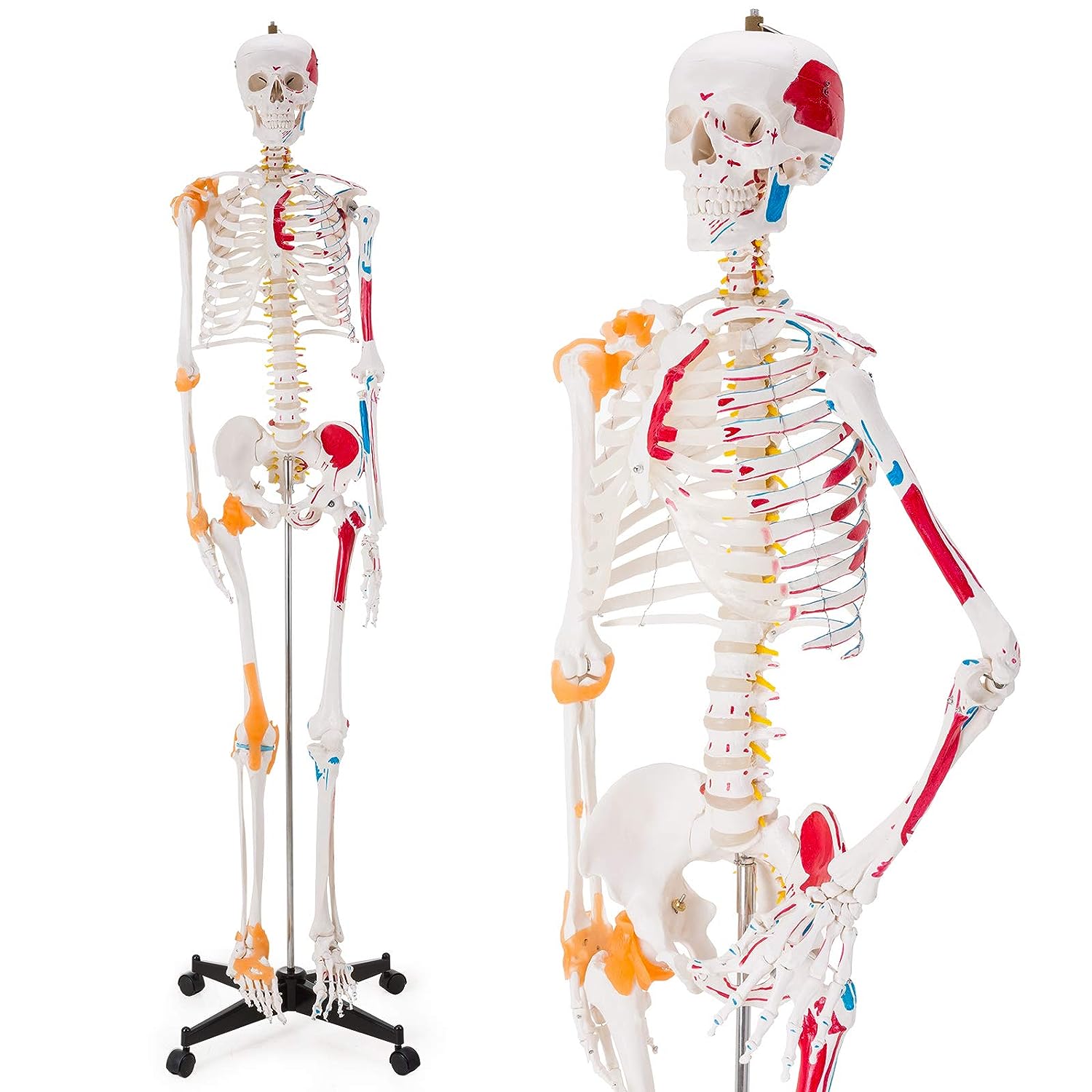 Bones & Skeleton Models in India | Human Anatomy Models – Labmart