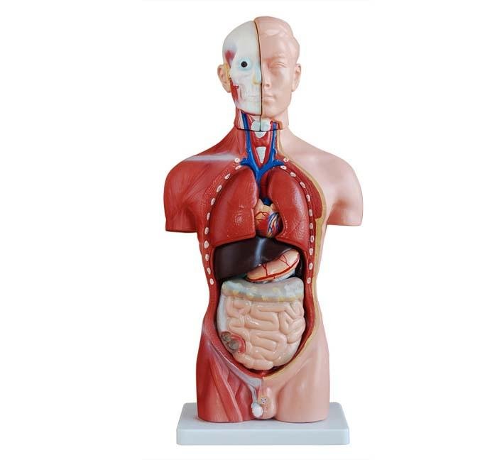 Biological Models - Labmart.in