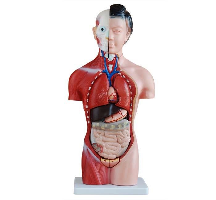 Torso Models - Labmart.in