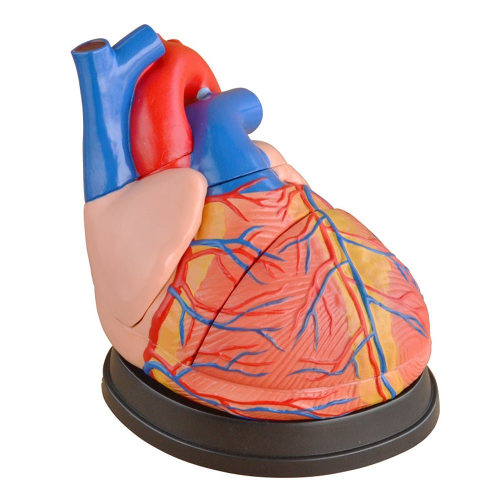 Anatomy Models - Labmart.in