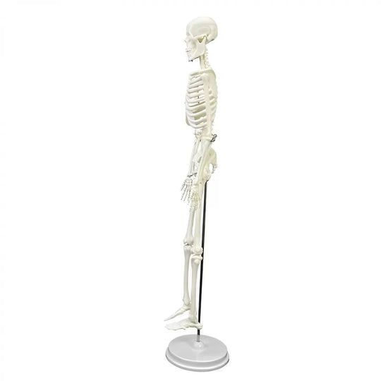 Mini Skeleton Model 45CM - Labmart.in
