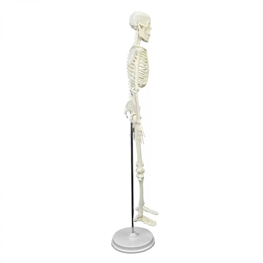Mini Skeleton Model 45CM - Labmart.in