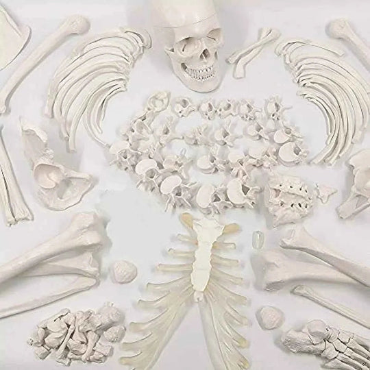 Life-Size Disarticulated Skeleton with Skull Model,96% Anatomical Accuracy, Premium Medical Grade Quality, Complete Disarticulated Human Skeleton Model - Labmart.in