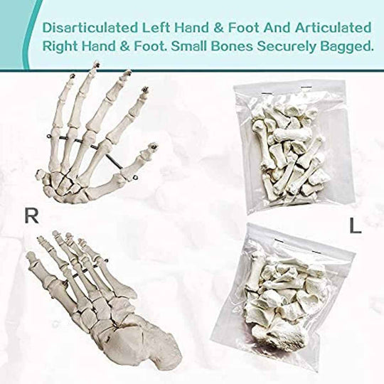 Life-Size Disarticulated Skeleton with Skull Model,96% Anatomical Accuracy, Premium Medical Grade Quality, Complete Disarticulated Human Skeleton Model - Labmart.in