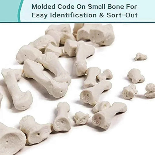 Life-Size Disarticulated Skeleton with Skull Model,96% Anatomical Accuracy, Premium Medical Grade Quality, Complete Disarticulated Human Skeleton Model - Labmart.in