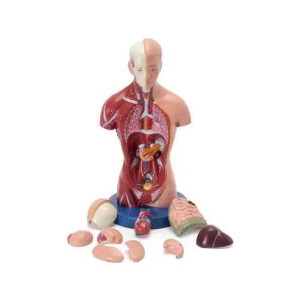 Buy HUMAN TORSO MINI at Best Prices online in India from labmart.in