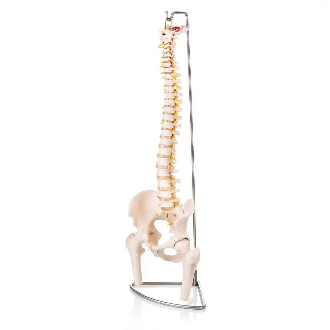 Human Spine Model (Life-Size) With Femur Heads & Pelvis - Labmart.in