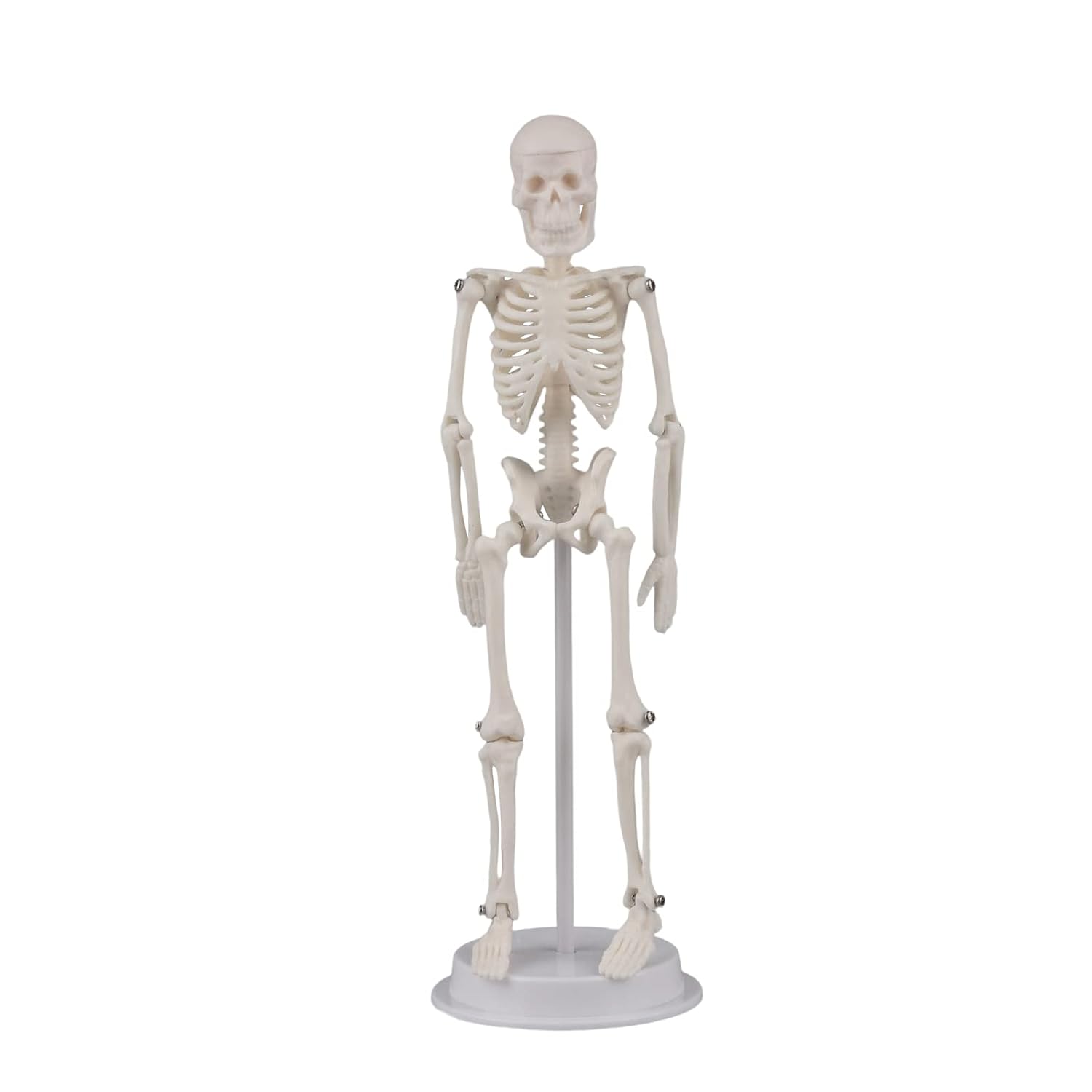 Buy Tiny Skeleton model 21 CM at Best Price Online in India from Labmart.in