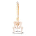 Human Spine Model (Life-Size) With Femur Heads & Pelvis - Labmart.in