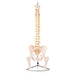 Human Spine Model (Life-Size) With Femur Heads & Pelvis - Labmart.in