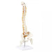 Human Spine Model 45cm Tall (Spinal/Vertebral Column Model) With Femur Heads - Labmart.in