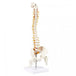 Human Spine Model 45cm Tall (Spinal/Vertebral Column Model) With Femur Heads - Labmart.in