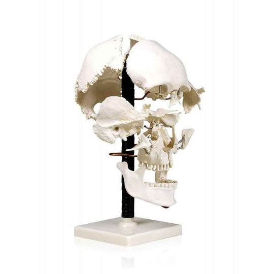 Skull Model Exploded 22 parts - Labmart.in