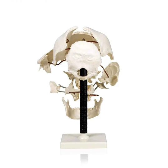 Skull Model Exploded 22 parts - Labmart.in