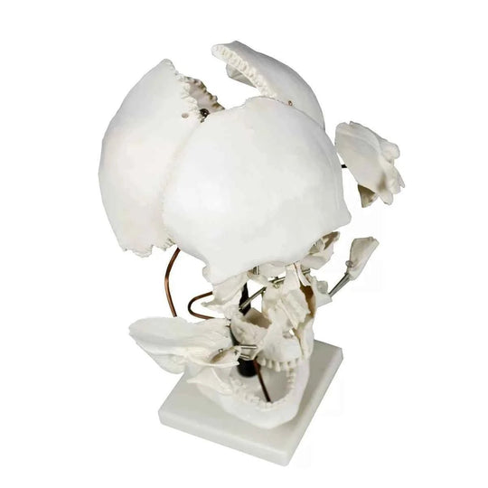 Skull Model Exploded 22 parts - Labmart.in