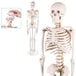Human Skeleton Model (85cm Tall) Premium Quality With Sturdy Stand - Labmart.in