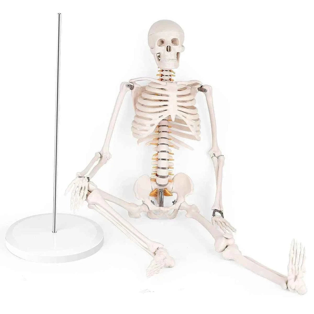 Human Skeleton Model (85cm Tall) Premium Quality With Sturdy Stand - Labmart.in