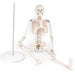 Human Skeleton Model (85cm Tall) Premium Quality With Sturdy Stand - Labmart.in