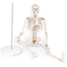 Human Skeleton Model (85cm Tall) Premium Quality With Sturdy Stand - Labmart.in