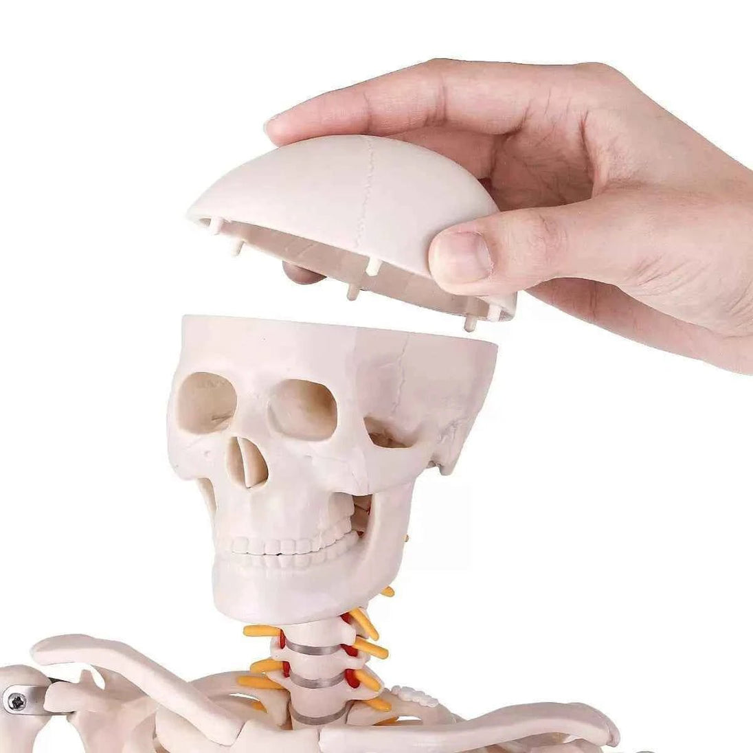 Human Skeleton Model (85cm Tall) Premium Quality With Sturdy Stand - Labmart.in