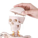Human Skeleton Model (85cm Tall) Premium Quality With Sturdy Stand - Labmart.in