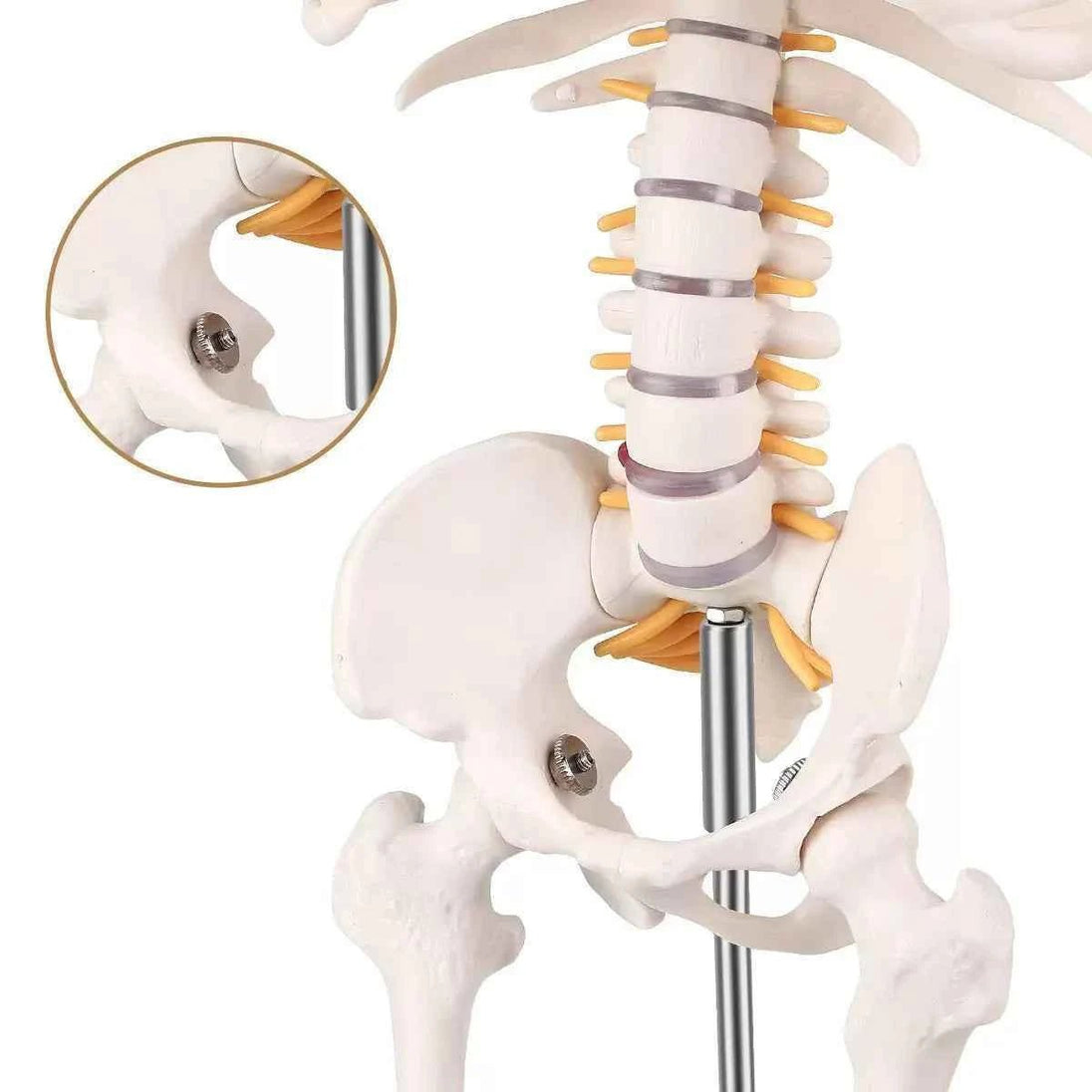 Human Skeleton Model (85cm Tall) Premium Quality With Sturdy Stand - Labmart.in