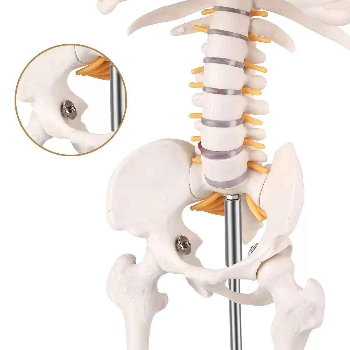 Human Skeleton Model (85cm Tall) Premium Quality With Sturdy Stand - Labmart.in