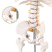 Human Skeleton Model (85cm Tall) Premium Quality With Sturdy Stand - Labmart.in