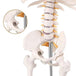 Human Skeleton Model (85cm Tall) Premium Quality With Sturdy Stand - Labmart.in