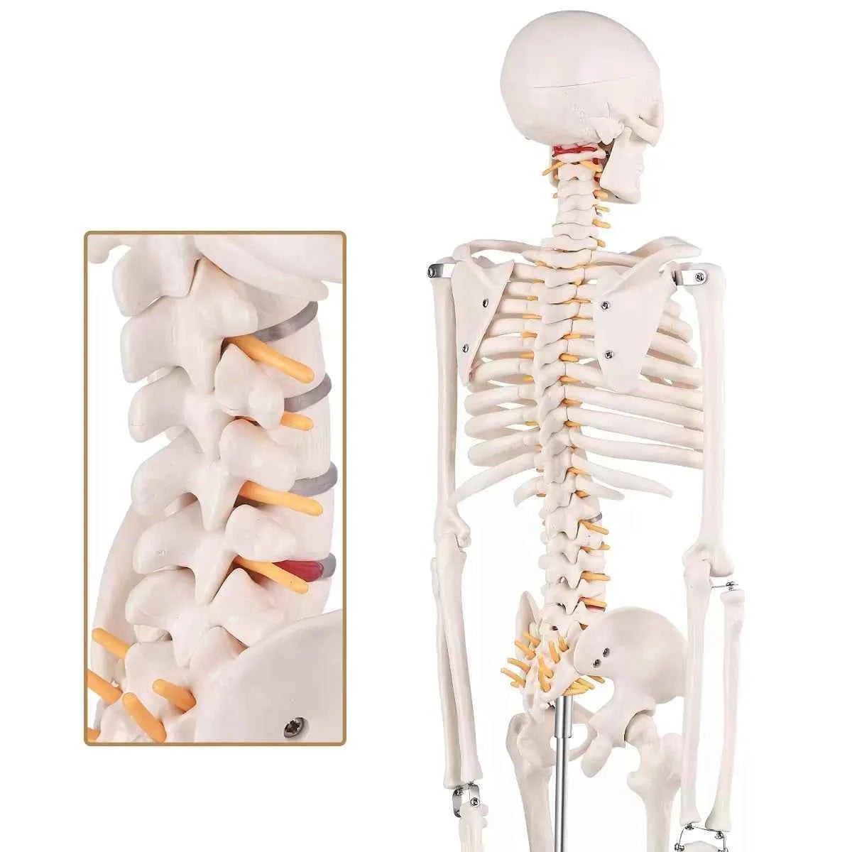 Human Skeleton Model (85cm Tall) Premium Quality With Sturdy Stand - Labmart.in
