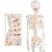 Human Skeleton Model (85cm Tall) Premium Quality With Sturdy Stand - Labmart.in