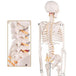 Human Skeleton Model (85cm Tall) Premium Quality With Sturdy Stand - Labmart.in