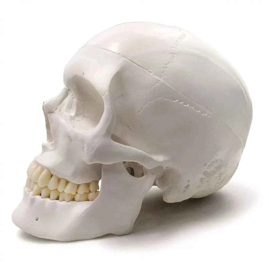 Life-Size Human Skull Model 3 parts - Labmart.in