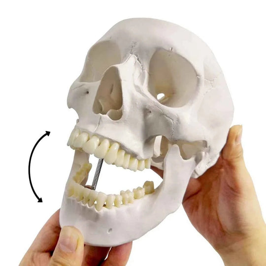 Life-Size Human Skull Model 3 parts - Labmart.in