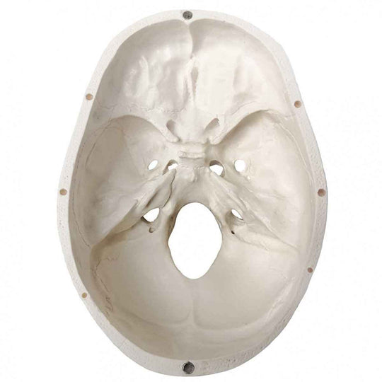 Life-Size Human Skull Model 3 parts - Labmart.in