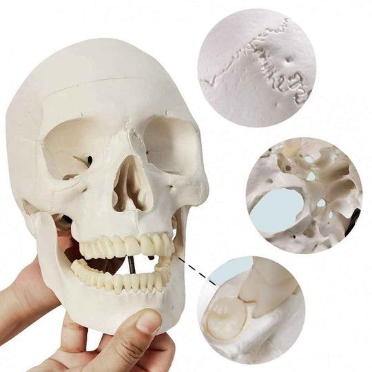 Life-Size Human Skull Model 3 parts - Labmart.in