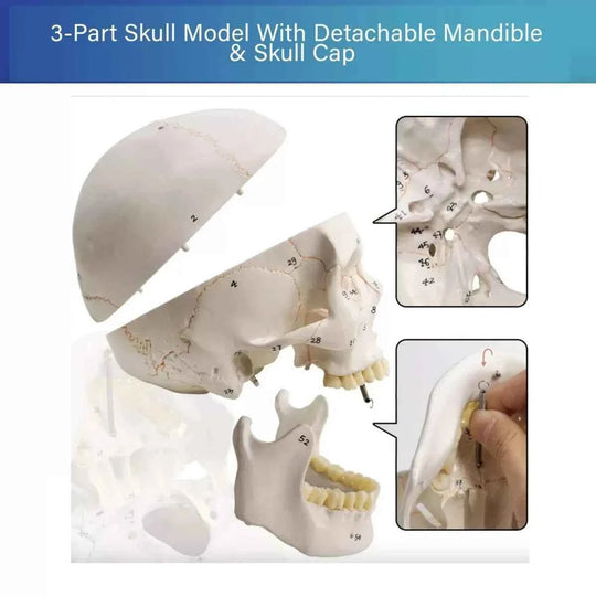 Life-Size Human Skull Model (Numbered) - Labmart.in