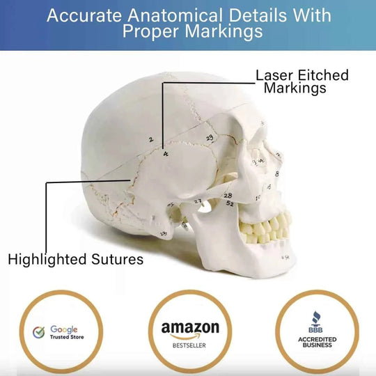 Life-Size Human Skull Model (Numbered) - Labmart.in