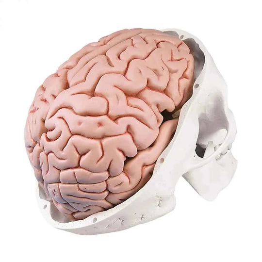 Skull with 8 Parts Brain Model - Labmart.in