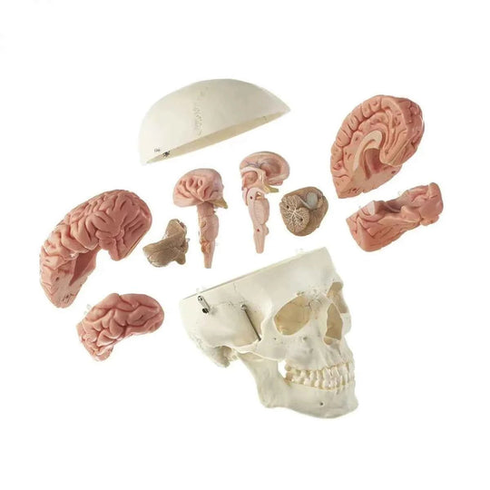 Skull with 8 Parts Brain Model - Labmart.in