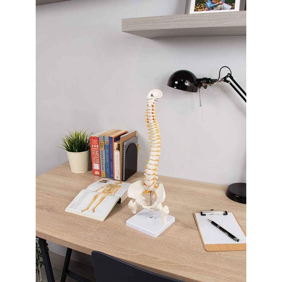 Human Spine Model 45cm Tall (Spinal/Vertebral Column Model) With Femur Heads - Labmart.in