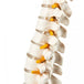 Human Spine Model 45cm Tall (Spinal/Vertebral Column Model) With Femur Heads - Labmart.in