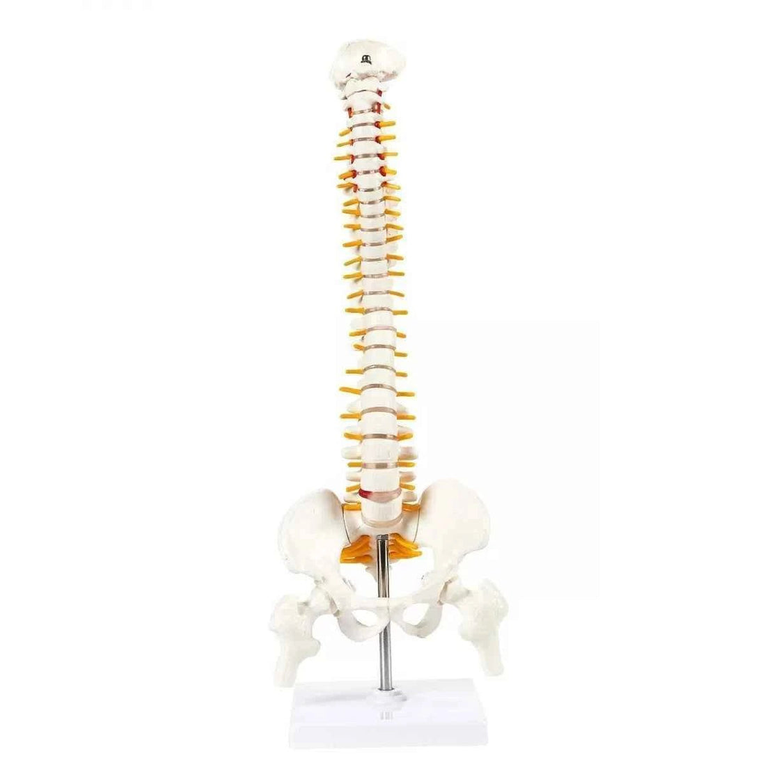 Human Spine Model 45cm Tall (Spinal/Vertebral Column Model) With Femur Heads - Labmart.in