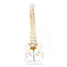 Human Spine Model 45cm Tall (Spinal/Vertebral Column Model) With Femur Heads - Labmart.in