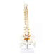 Human Spine Model 45cm Tall (Spinal/Vertebral Column Model) With Femur Heads - Labmart.in