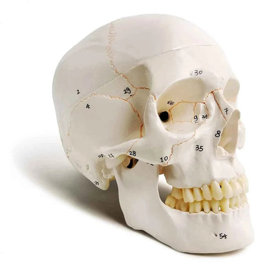 Life-Size Human Skull Model (Numbered) - Labmart.in