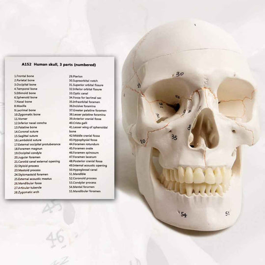 Life-Size Human Skull Model (Numbered) - Labmart.in