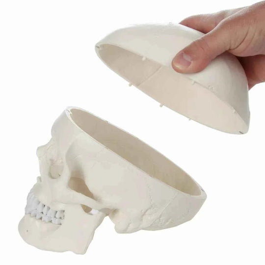 Life-Size Disarticulated Skeleton with Skull Model (Uni-lateral) - Labmart.in